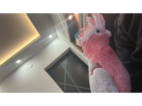 Gül kakadu papağanı
