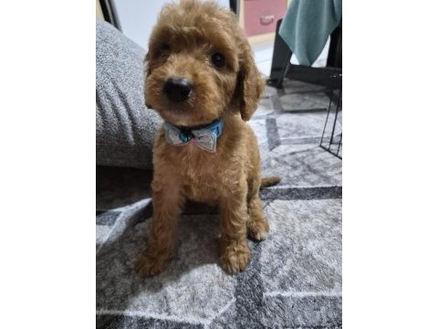 Toy poodle yavrular tuvalet eğitimli