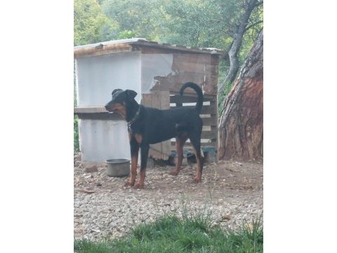 2 yasında bebis doberman