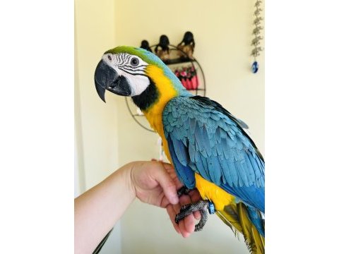 Sarı lacivert macaw ara papağanları