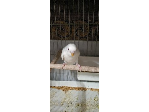 Renk güzelleri muhabbet kuşu