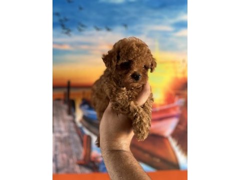 Toy poodle yavrularımız
