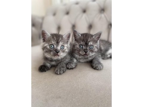 Erkek british shorthair