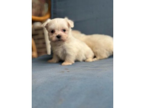 Mini boy maltese bebekler