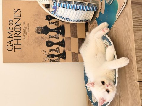4 aylık erkek exotic shorthair