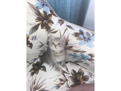 27 şubat doğumlu british shorthair yavrular