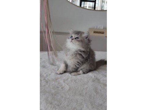 British longhair 55 günlük kedimiz
