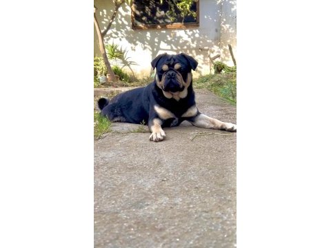 İzmirde başka bu renkte pug yok