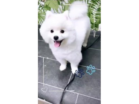 Akıllı boby pomeranian boo
