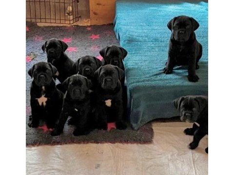 Evinizin neşesi cane corso bebişler her yere kapıda öde