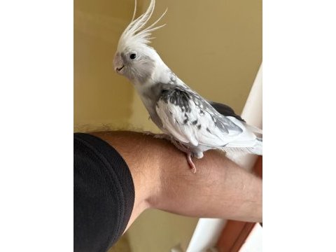 Evine maskot arayanlara kusursuz erkek sultan