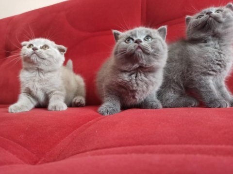 Bal küpü scottish fold bebekler