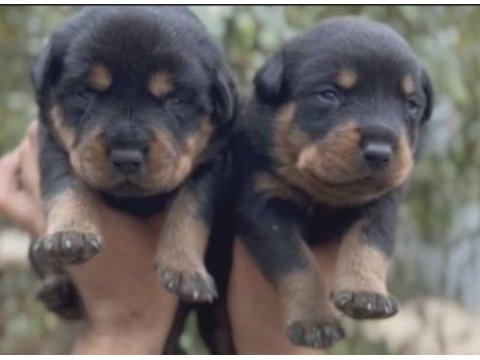 Rottweiler yavruları