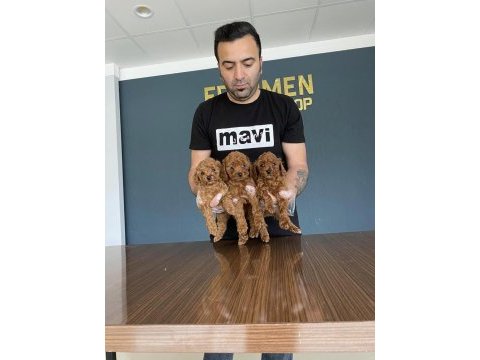Wc eğitimli safken belgeli toy poodle yavruları