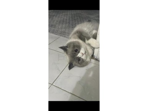 Yavru dişi british longhair