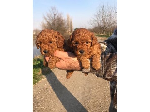 Poodle yavruları ücretsiz değildir