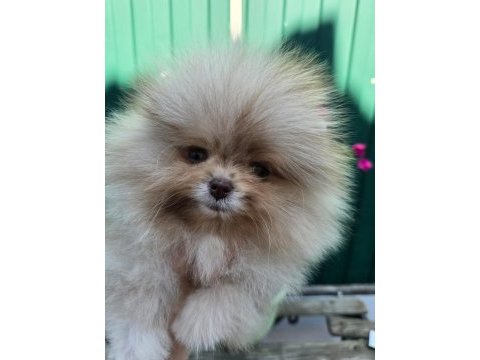 Mikro boy erkek şecereli pomeranian