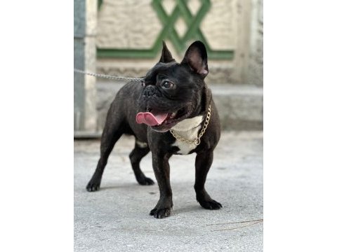 1 yaşında oyuncu french bulldog