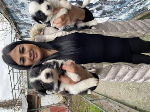 Sağlık ve ırk garantili border collie yavrularım
