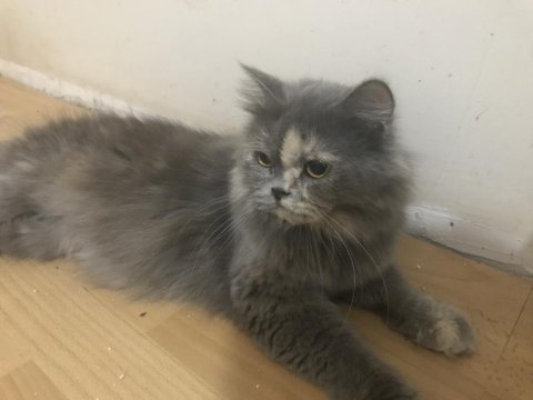 Güzel british longhair kızıma yuva arıyorum