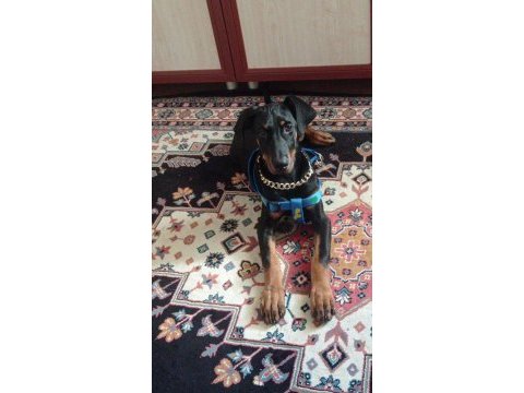 Doberman yavru iş sebebi ile sahiplendirilecektir
