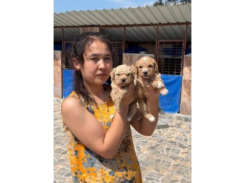 Maltipoo yavrusu köpeklerimiz