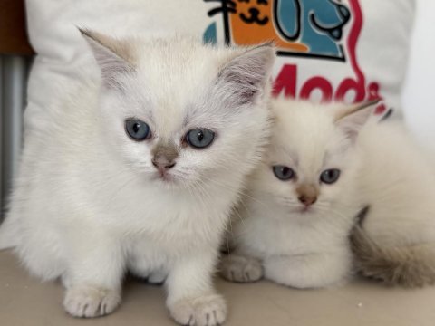 Yasal ruhsatlı çifrlikde ziyarete açık british shorthair