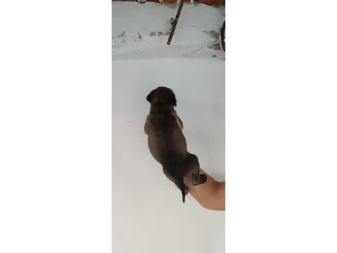 Belçika malinois dişi erkek