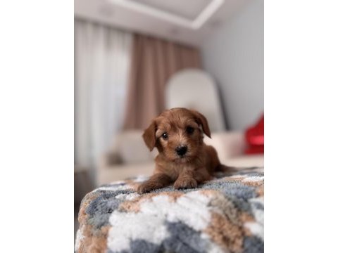 Minik maltipoo