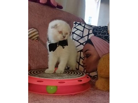 Orjinal oyuncu scottish fold bebekler sizleri bekliyor
