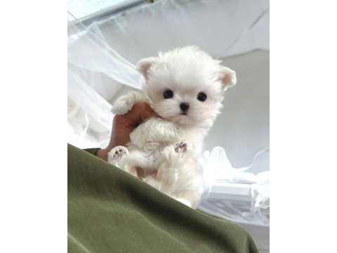 Korea maltese terrier cep boy