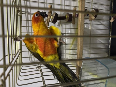 Güneş konur papağanı