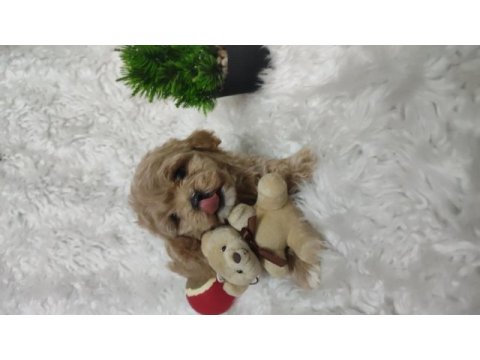 Veteriner kontrolünden garantili maltipoo bebekler