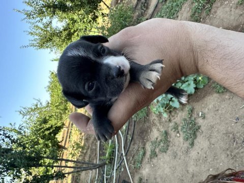 Chihuahua yavrularımız