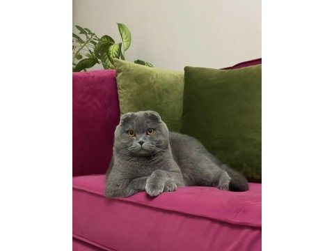 Behlül yeni evini arıyor scottish fold