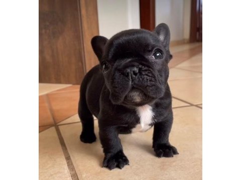 Irk ve sağlık garantili french bulldog yavrularımız