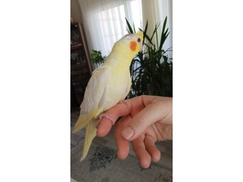 1 aylık sultan papağanı yavrular