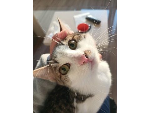 Çocuklu aileler için uygun kedimiz ısırma tırmalama yok