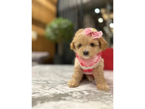 Güzeller güzeli 0 boy kore maltipoo kattie