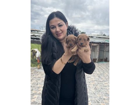 Ufacık toy poodle yavrularım