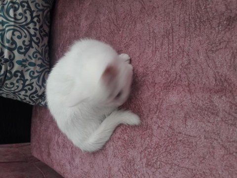 Scottish fold prensesimize yuva arıyoruz