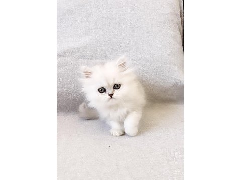 55 günlük safkan chinchilla yavrularımıza yeni yuva