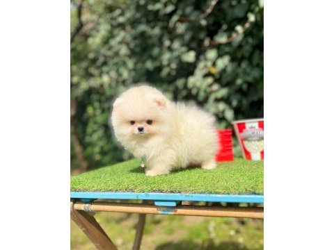 Boo pomeranian ultra mini yavrularımız