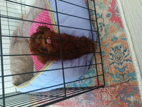 Kore toy poodle 3 aylık cipli aşılı karneli