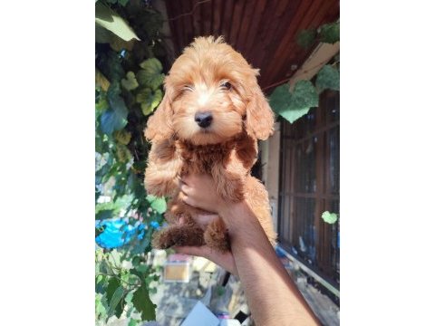 Bebek yüzlü orijinal maltipoo yavrular