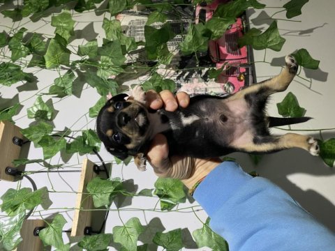 Sıfır numara pinscher