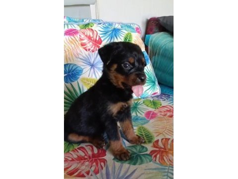 Rottweiler yavrularımız