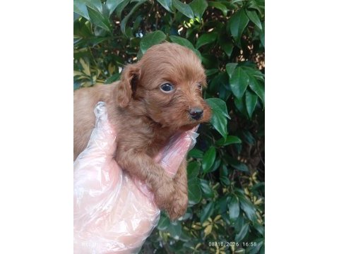 Irk ve sağlık garantili safkan maltipoo bebekler
