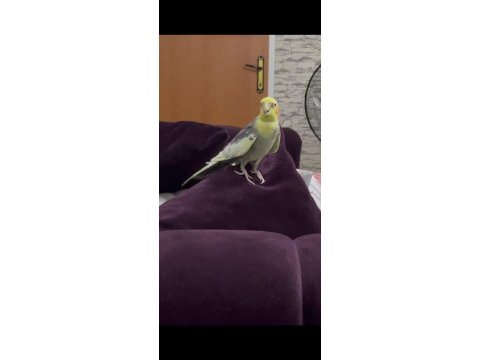 Konuşan papağanımız full evcil paşa