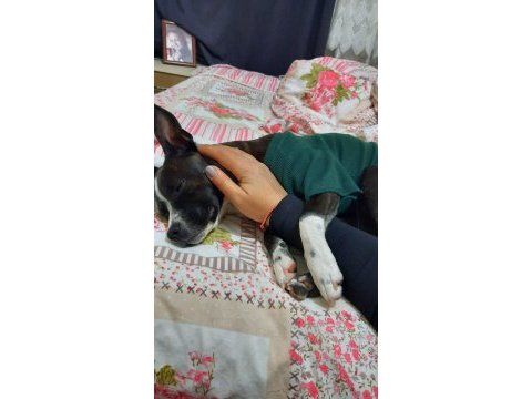 Gece french bulldog kırması köpeğime yuva arıyorum
